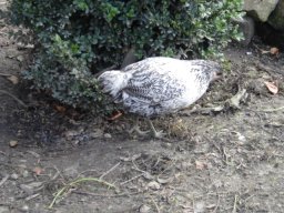 oiseaux_et_poules_20211127_1152099177